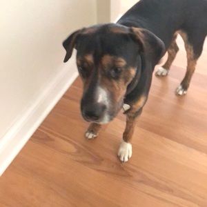 Meet your Posher, Abby